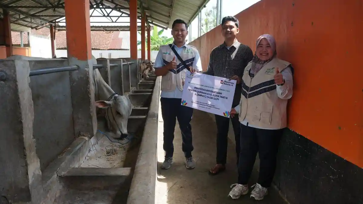 PLN UP3 Purwokerto Salurkan Bantuan 4 Ekor Sapi  Melalui Program TJSL Sambut Hari Raya Iduladha