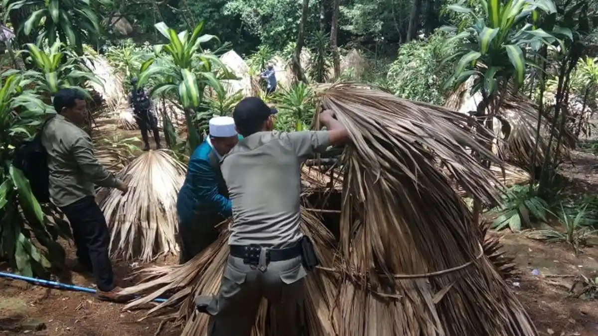 Ratusan Gubuk Diduga Tempat Muda-mudi Mesum Dibongkar