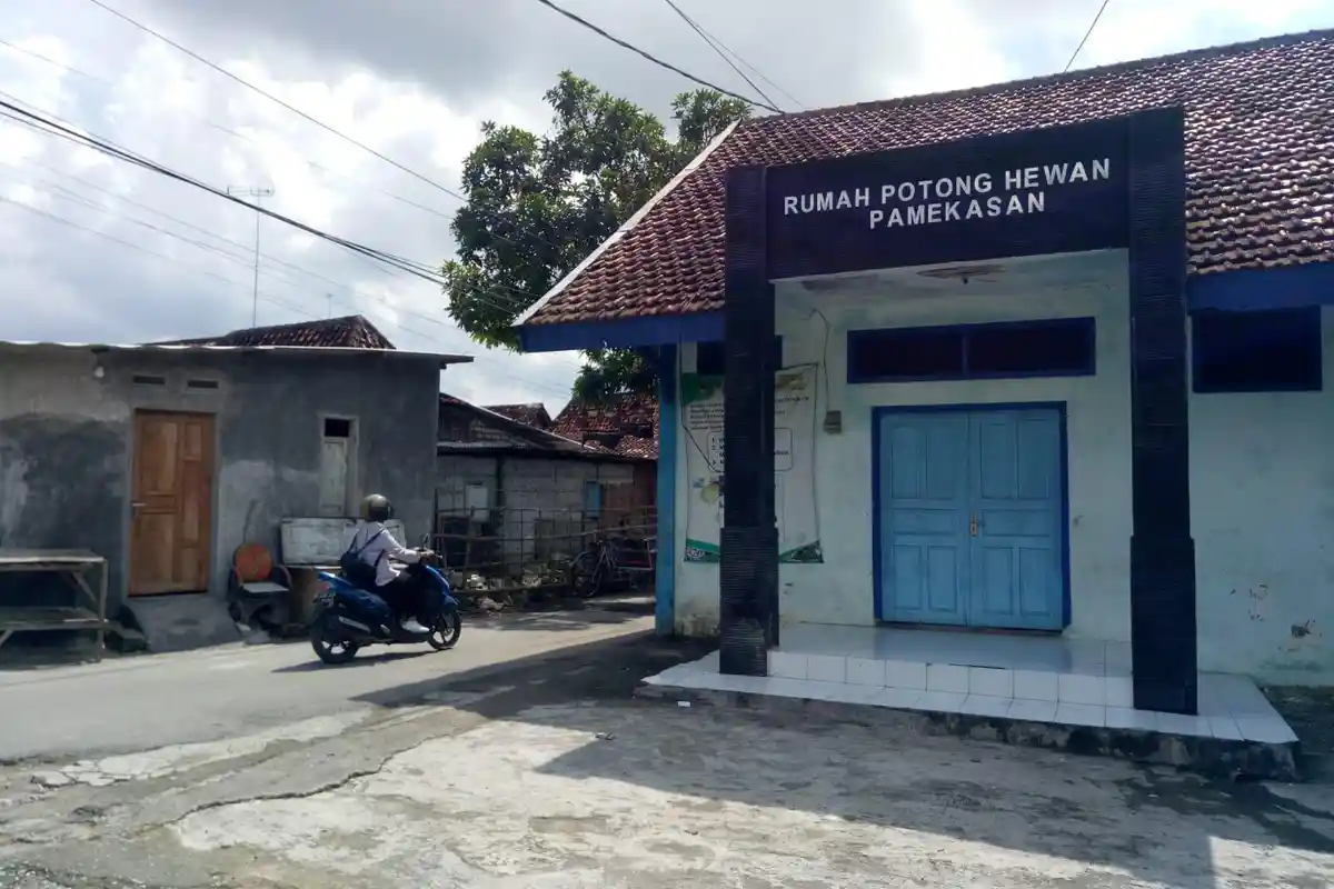 Nasib Tukang Jagal Sapi di Pamekasan Semakin Merana Sejak Merebahnya PMK, Apalagi jelang Idul Adha