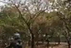 Musim Kemarau Pohon Kering