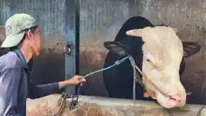 sapi_kurban_prabowo__rengganis.jpg