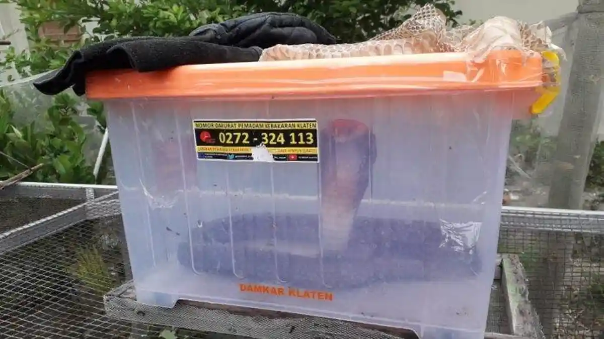 Teror Ular Kobra Jawa Hebohkan Warga Klaten, Sembunyi di Dapur Sedang Ganti Kulit