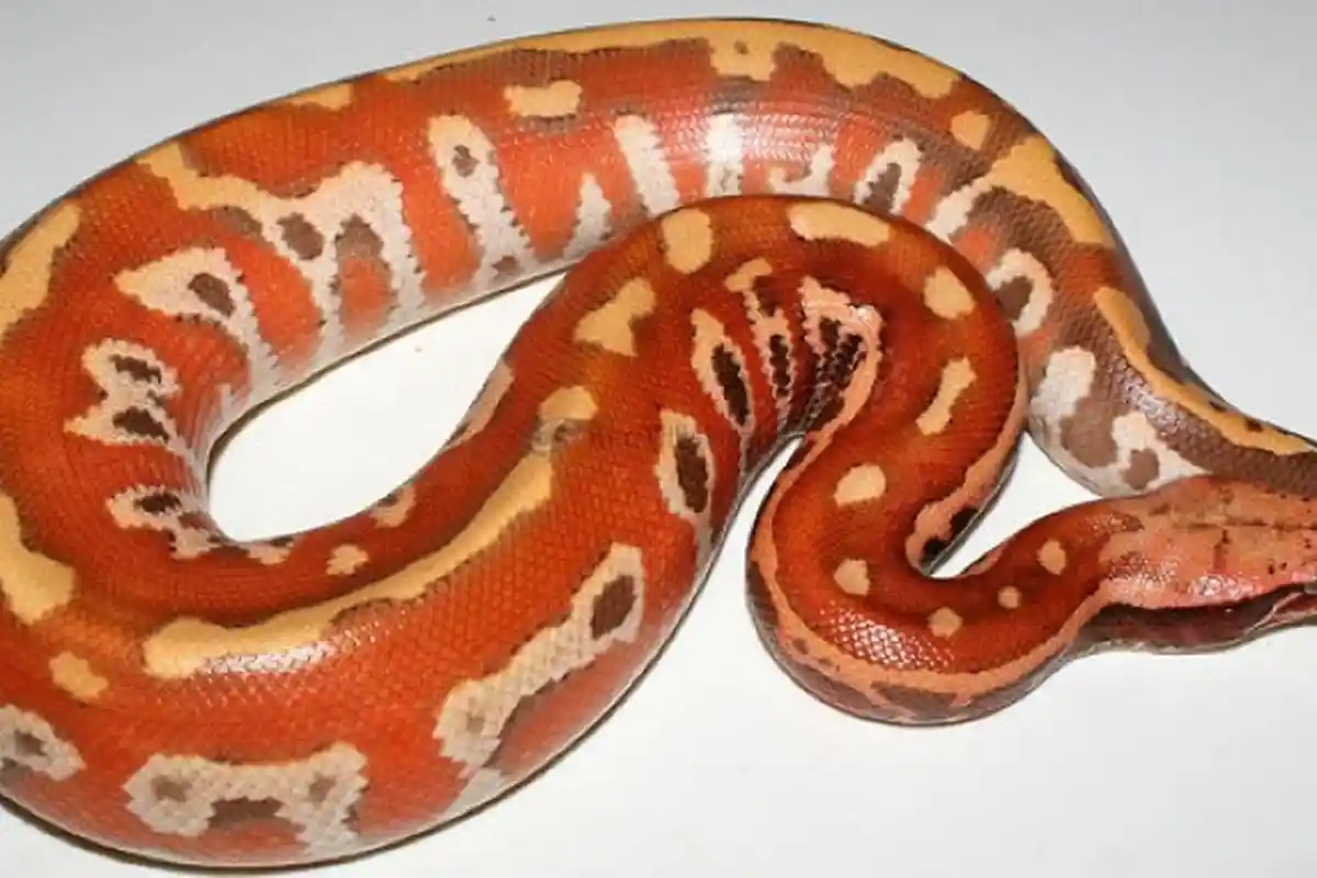 Ragam Jenis Ular Piton di Indonesia, Mangsa Ternak dan Manusia, Ada yang Dijadikan Tambul Tuak