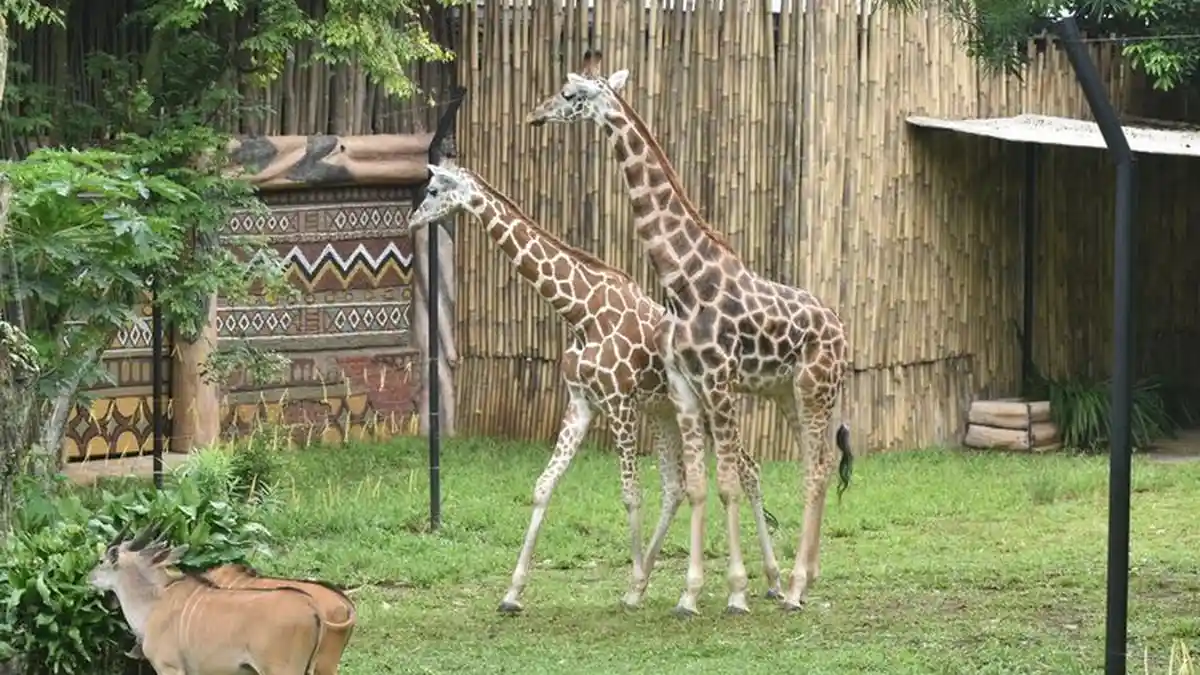 Perilaku Hewan di Kebun Binatang Ternyata Berubah Selama Pandemi