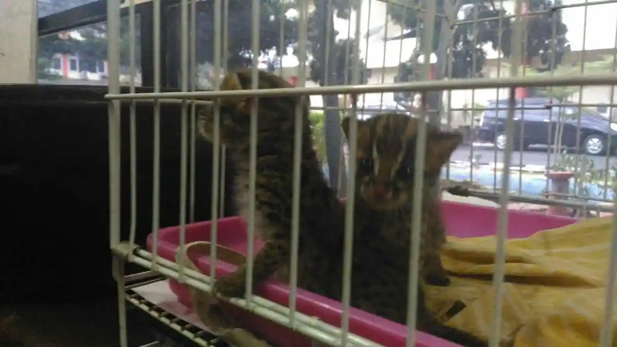 Jual Anak Buaya dan Kucing Hutan Via Facebook