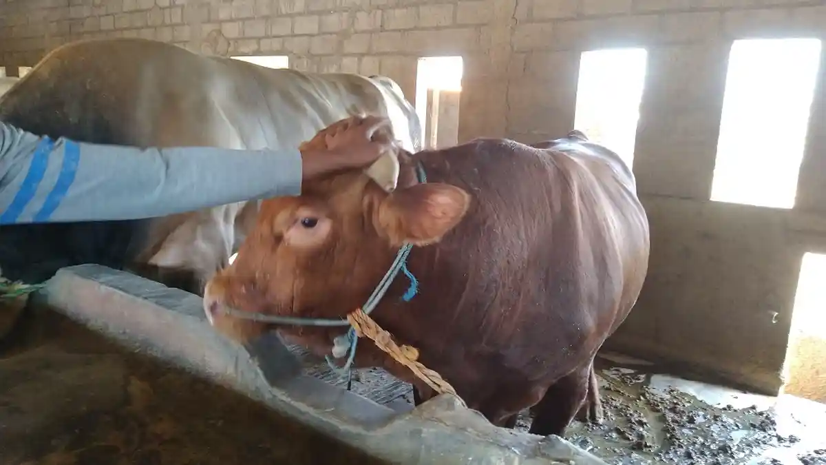 Sapi Simental Laris di Boyolali, Harga Mulai Rp 22 Juta sampai Rp 70 Juta