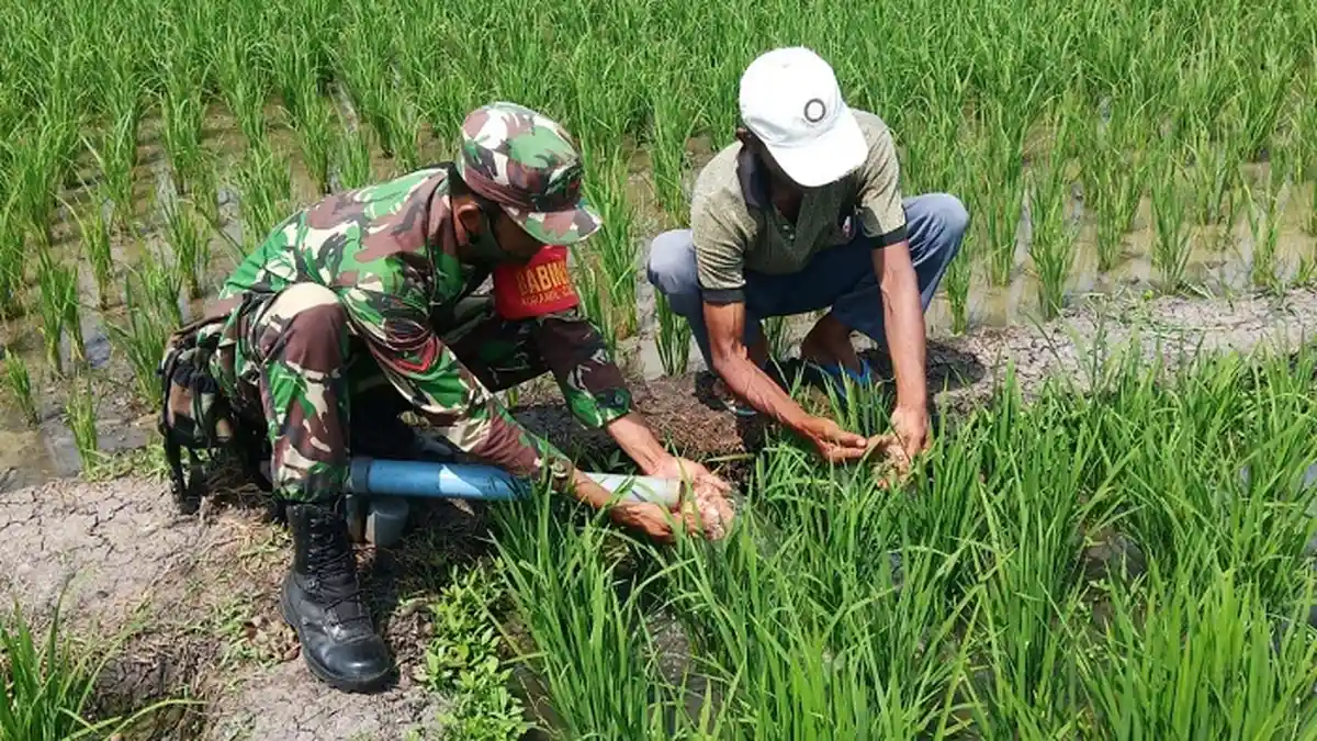 Babinsa Koramil Dewantara Tetap Dampingi Petani di Tengah Pademi Covid