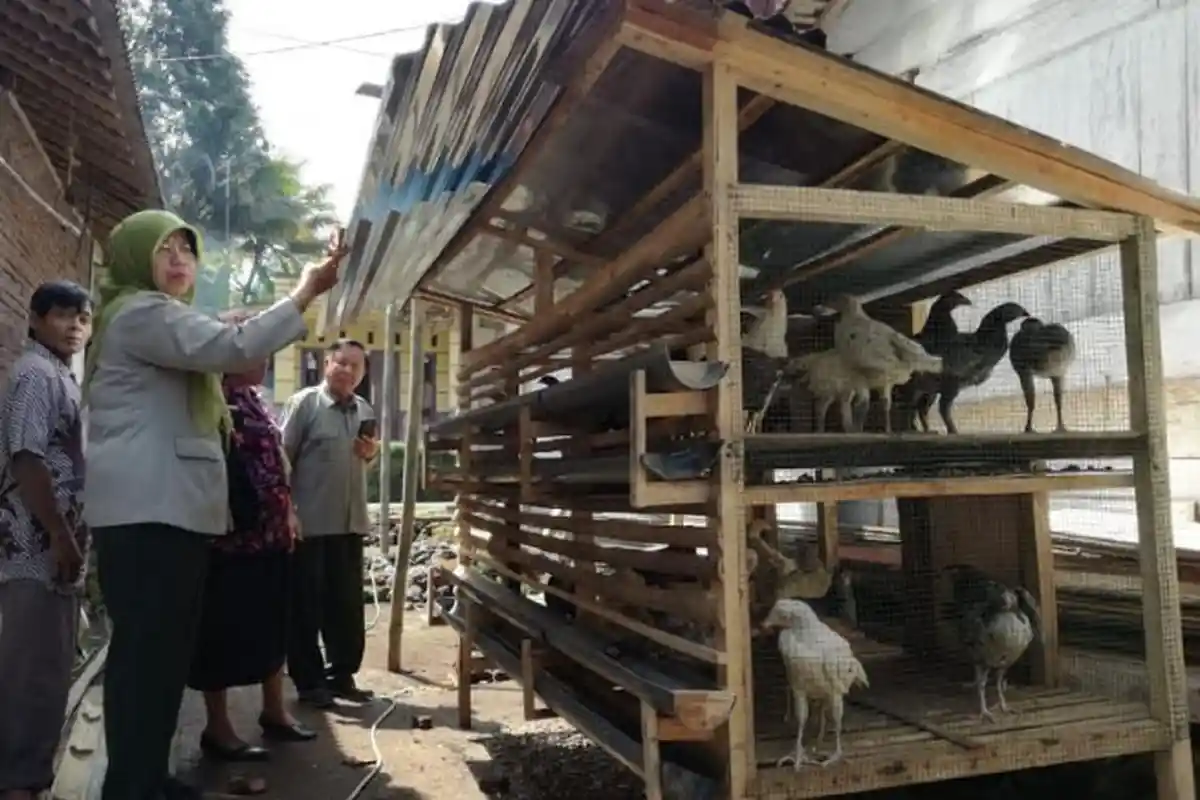 70 Persen Bantuan Ayam kepada Warga Miskin di Brebes, Ada Yang Mati hingga Dijual