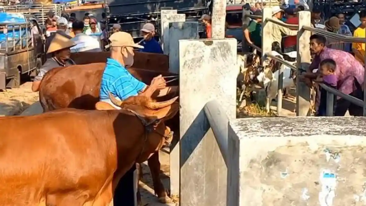 541 Sapi di Trenggalek Terinfeksi PMK, 11 Ekor Mati, Tapi Vaksin Masih Kosong