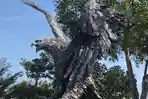 Sayap Patung Burung Garuda di Taman Nasional Patah Lagi, DPRD Palu Minta APH Turun Tangan