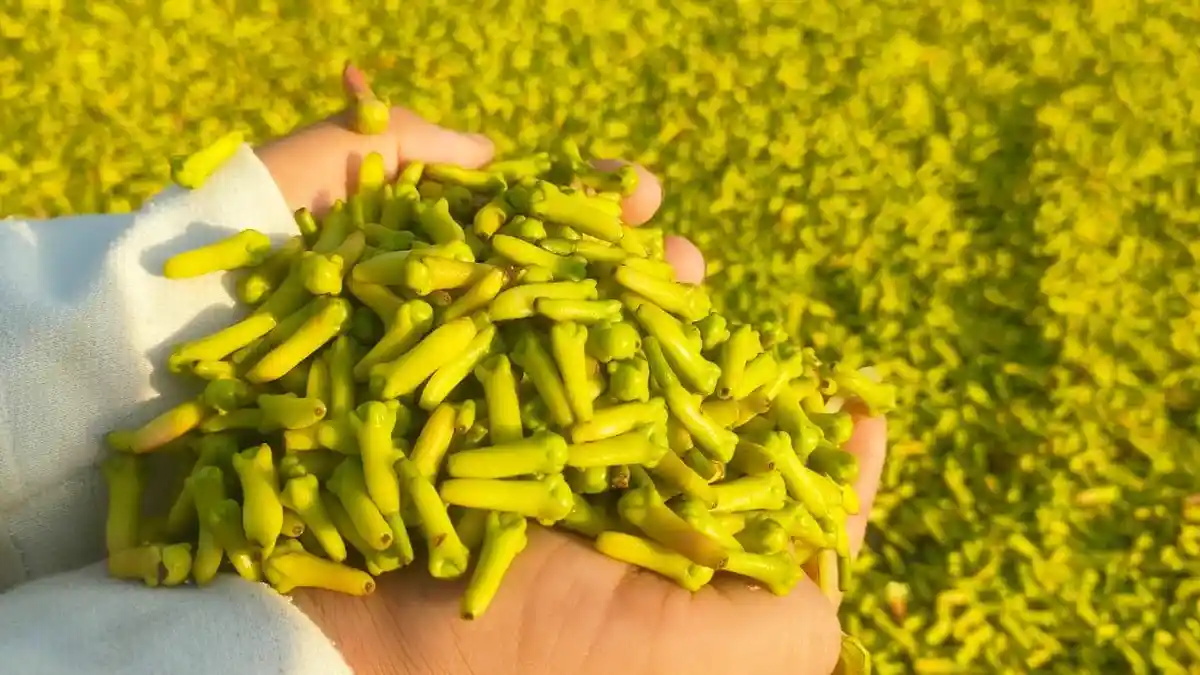 Saat Petani Cengkih di Pangandaran Panen Raya, Harganya Malah Turun