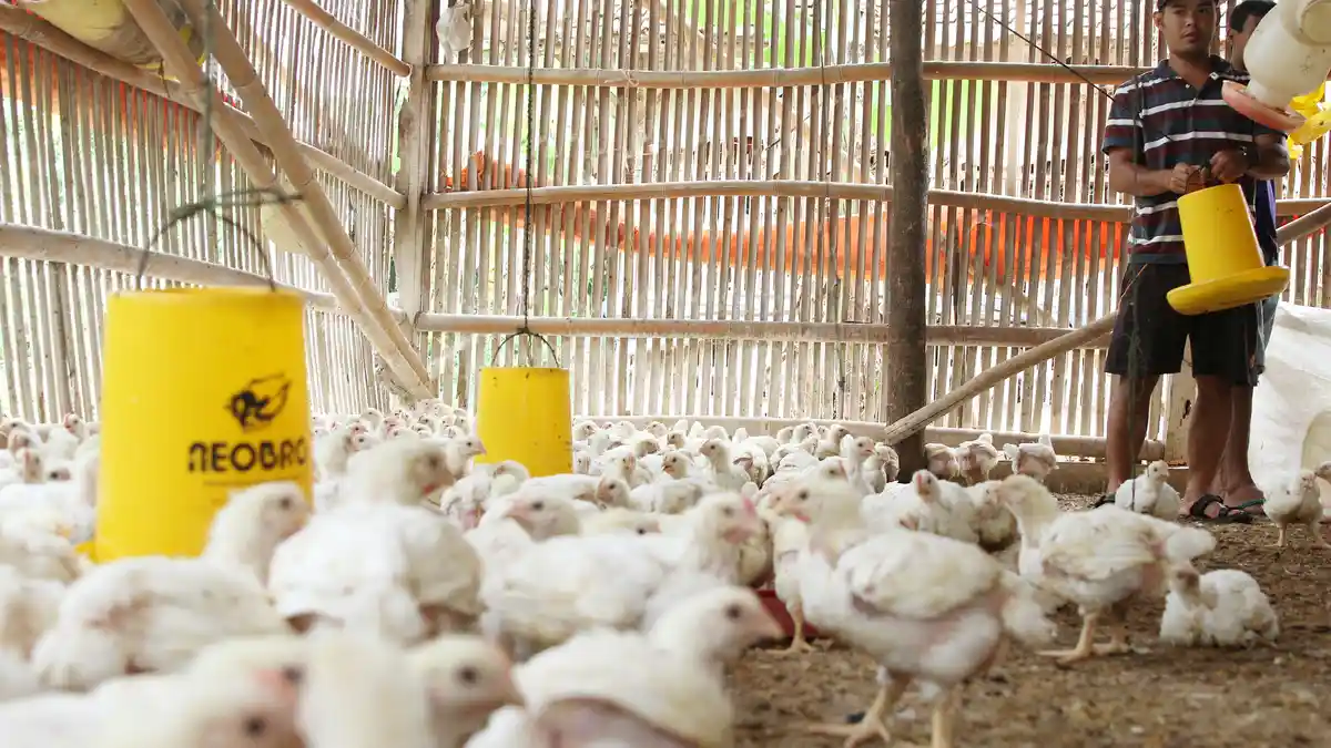 Konsumsi Ayam Per Kapita Indonesia Lebih Rendah dari Malaysia