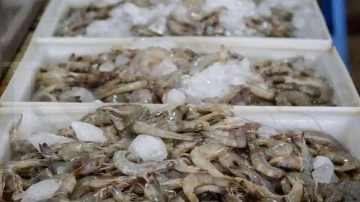 China Temukan Virus Corona Melekat pada Paket Seafood Impor