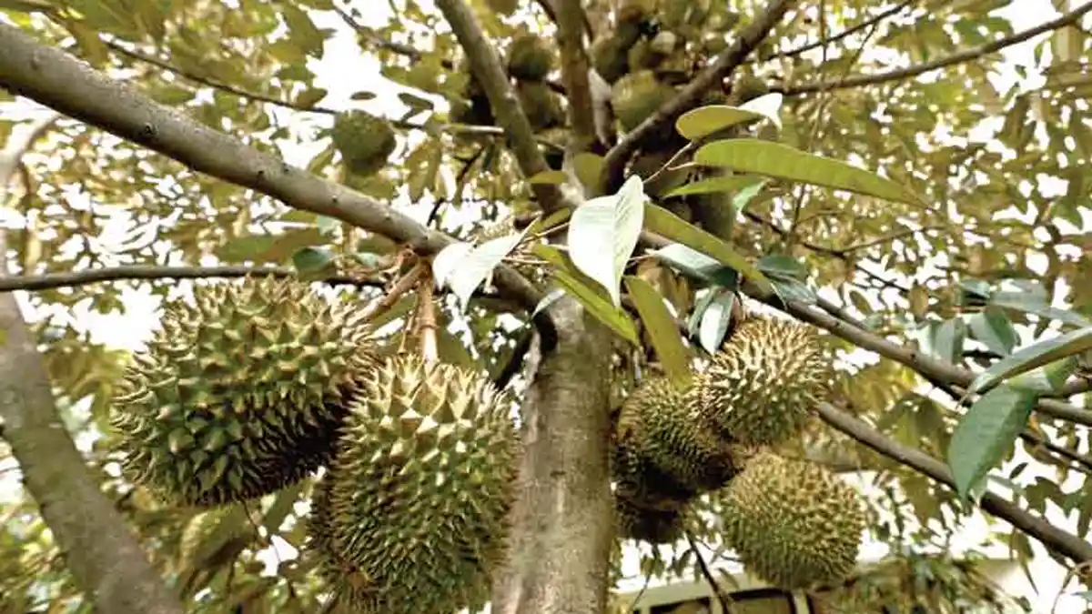 Gara-gara Tebang Dahan Pohon Durian Warisan Borodo Tewas Dianiaya