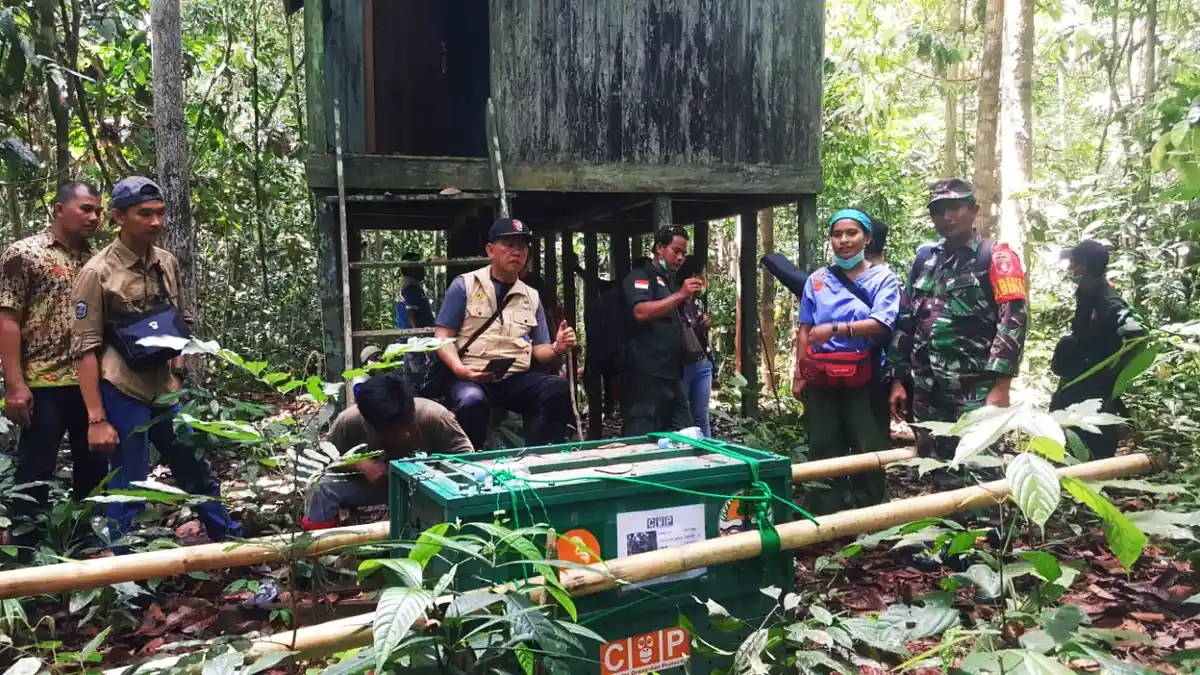 Lepas Dua Orang Utan di Kecamatan Kelay Berau, BKSDA Kaltim Bakal Terus Pantau