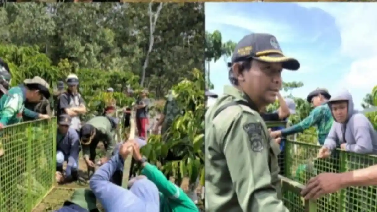 Pasca Warga Tewas Diterkam Harimau, BB TNBBS Pasang Boks dan Kamera Trap di Lampung Barat
