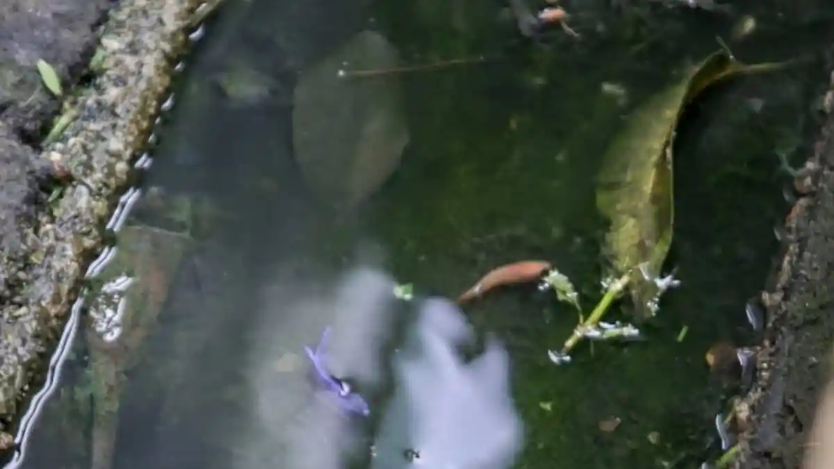 Ikan Cupang Jenis Ini Bisa Melahap 80 Jentik Nyamuk dalam Satu Kali Makan