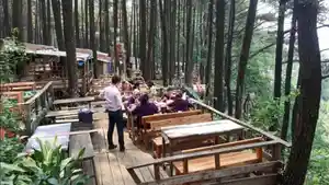 Rekomendasi-tempat-wisata-di-Bogor-hutan-pinus.jpg