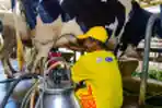 Yili Bantu Peternak Sapi Perah