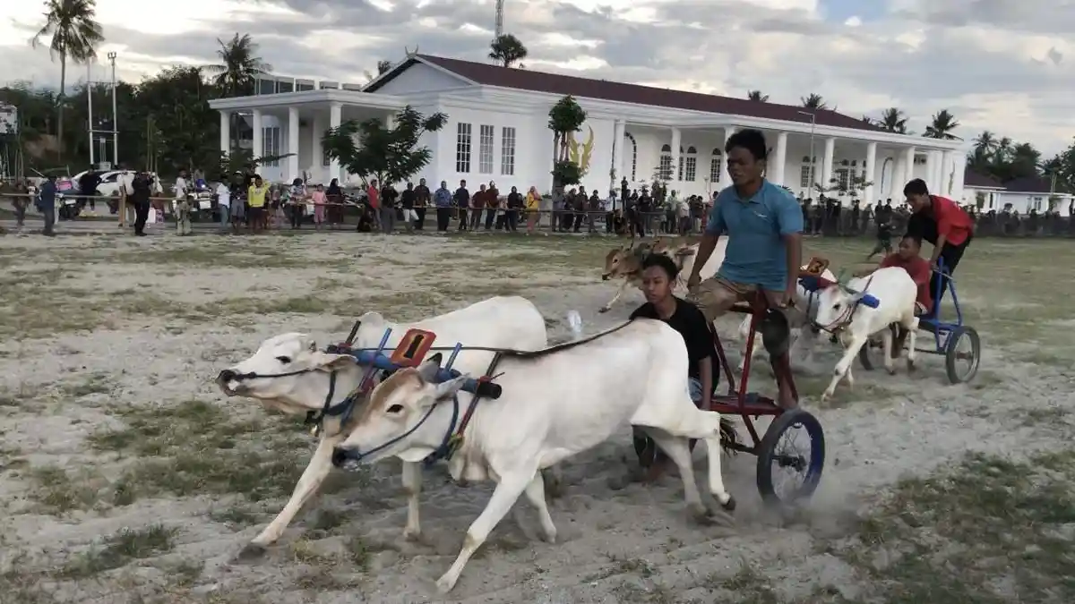 Lomba Karapan Sapi Digelar, 104 Pasang Sapi Adu Cepat di Sigi