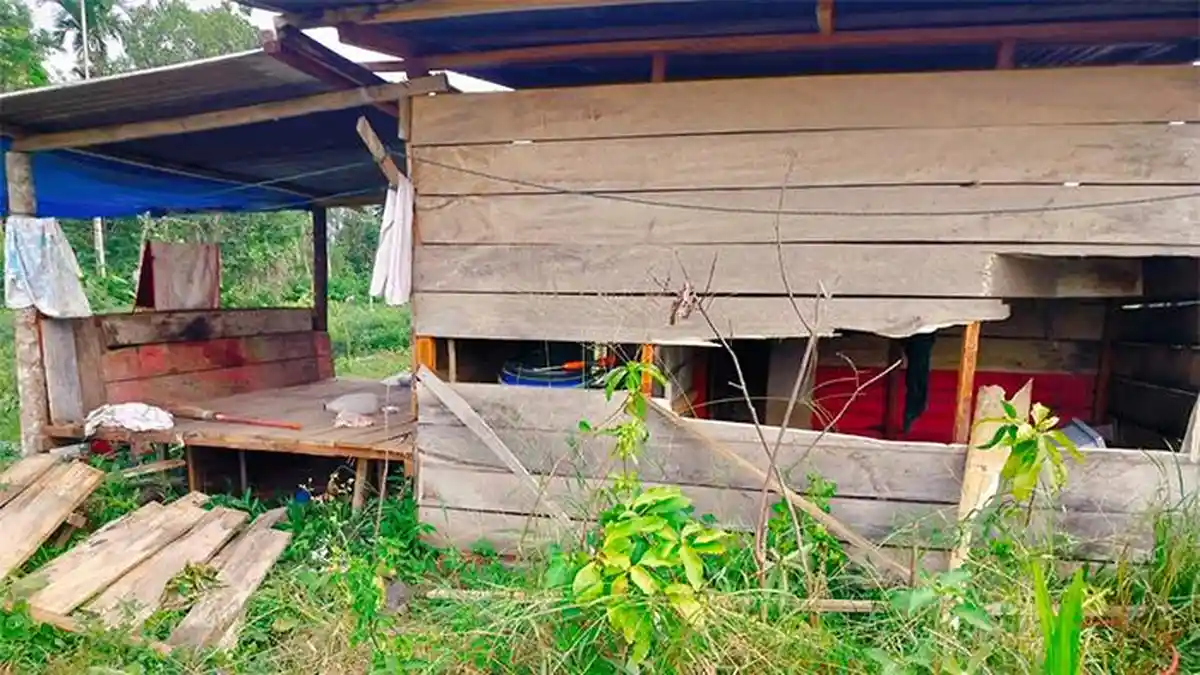 Kawanan Gajah Liar Kembali Obrak-abrik Kebun dan Rumah Warga di Bener Meriah
