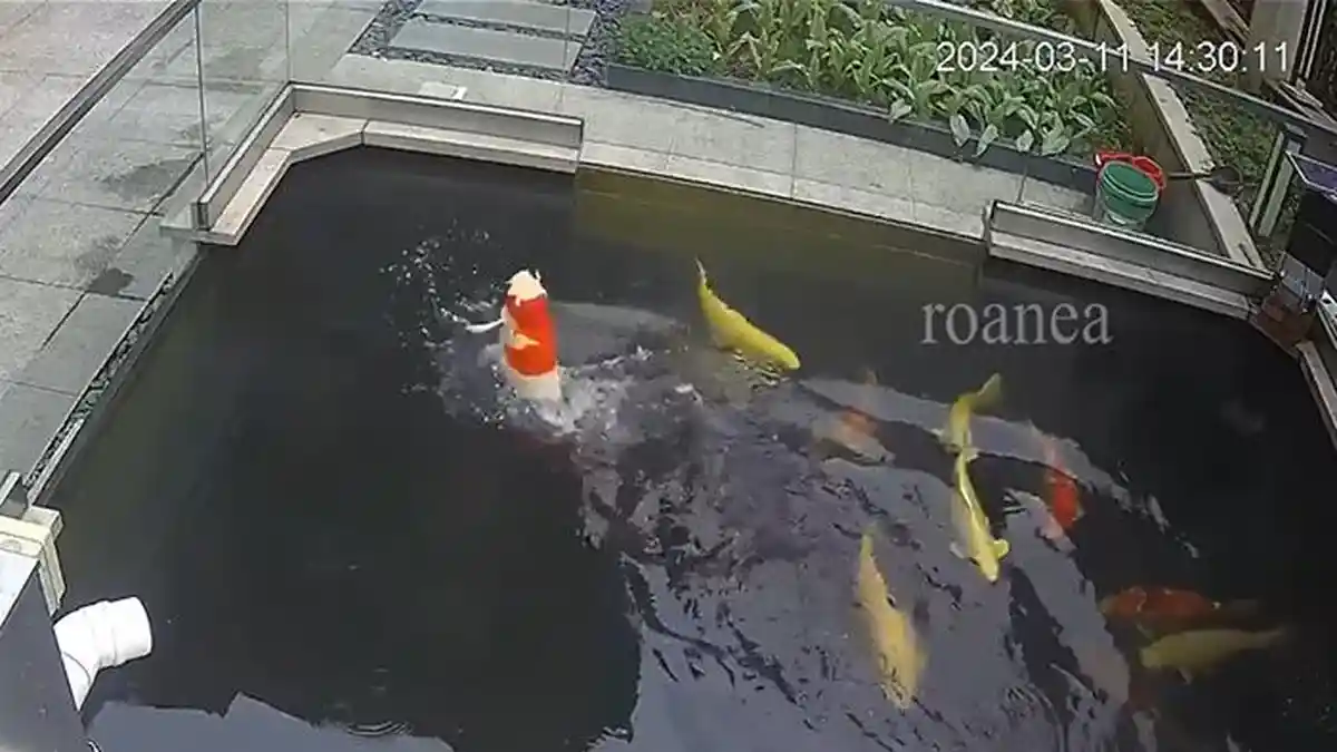 Viral, Ikan Koi Berenang 'Berdiri' di Kolam, Pakar Beri Penjelasan