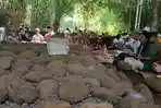 Melihat Tradisi Mapag Ramadhan di Situs Gunung Jaha: Merawat Budaya dan Memperkuat Kebersamaan