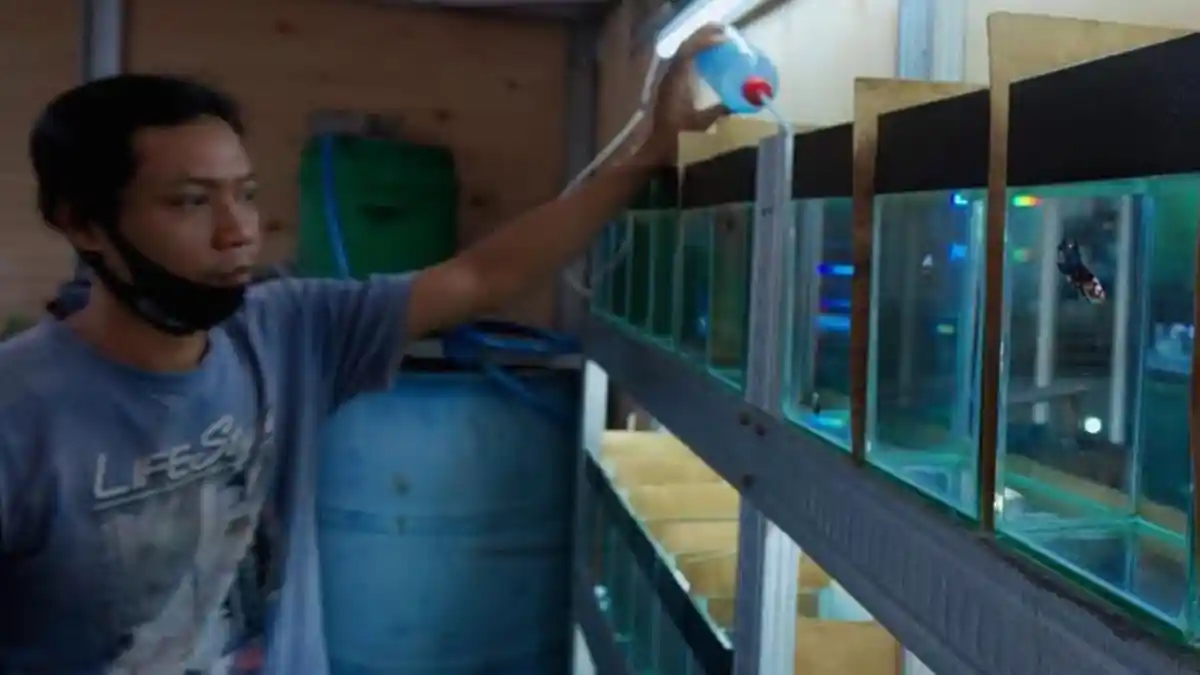 Tips Memilih dan Merawat Ikan Cupang Ala Pembudidaya dan Pedagang di Gunungsari