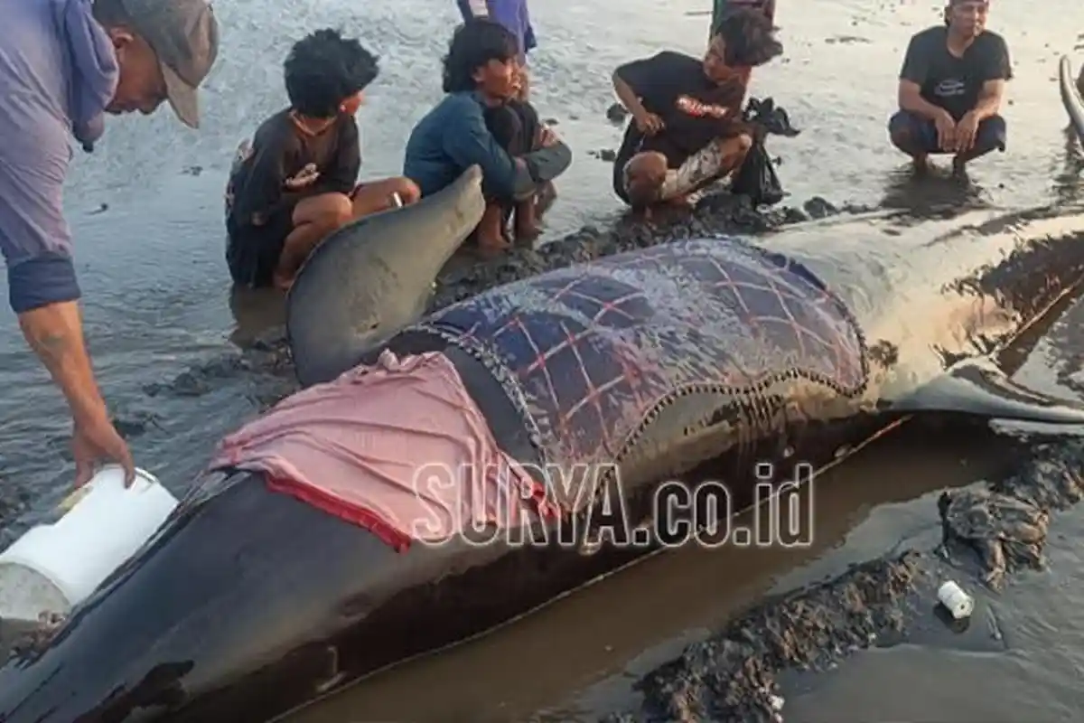 Nasib Paus Pilot yang Terdampar di Pantai Permata Pilang Kota Probolinggo