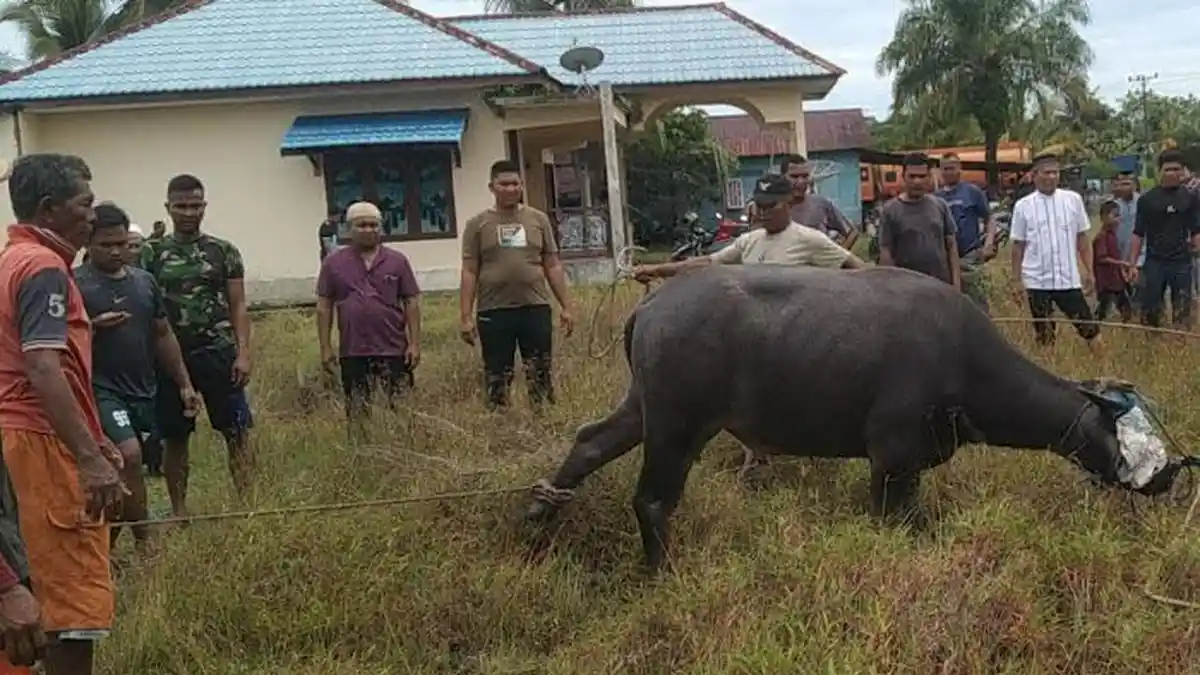 Jumlah Hewan Kurban di Aceh Singkil Capai 871 Ekor, Tim Keswan Pastikan Kesehatan