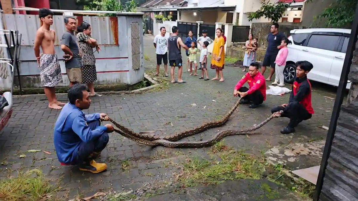 Tidur Lelap Berubah Horor! Dua Piton Raksasa Jatuh dari Plafon Rumah Warga Purwokerto
