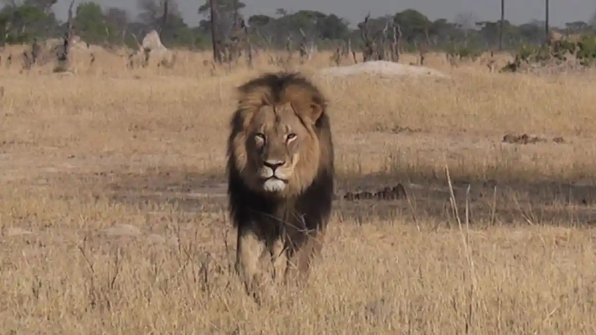 Netizen Hujat Walter Palmer Bunuh Singa Idola Dilindungi