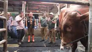 Bupati-Pantau-Sapi-Kurban-Presiden.jpg