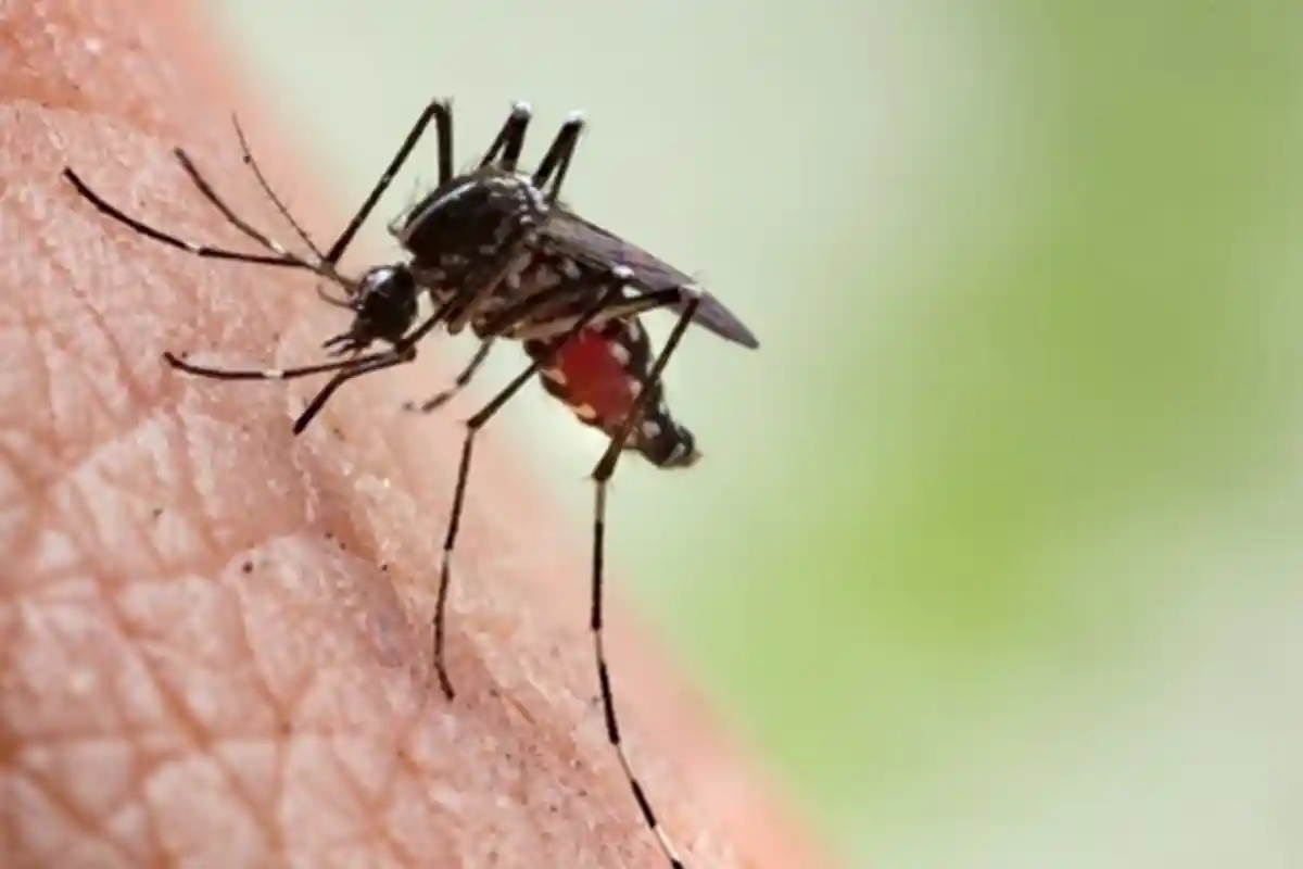 BREAKING NEWS : Empat Warga Sumsel Meninggal Dunia Akibat DBD