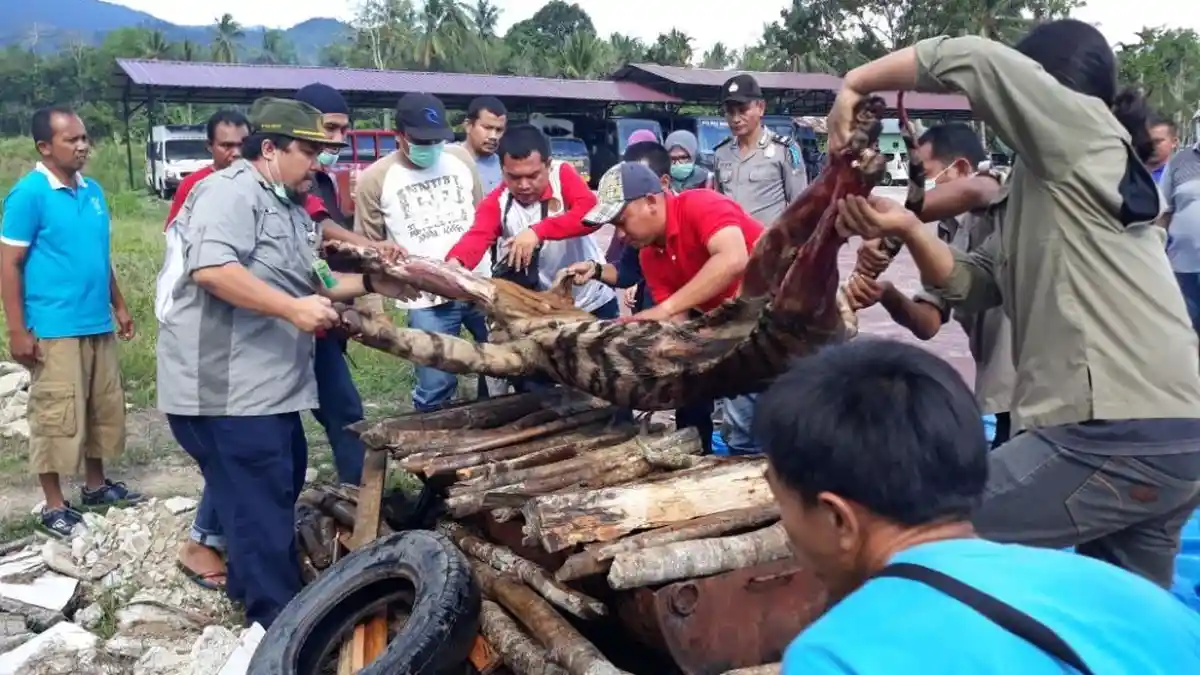 Cerita Petugas BBKSDA Sumut yang Disekap Warga Lantaran Ingin Evakuasi Harimau