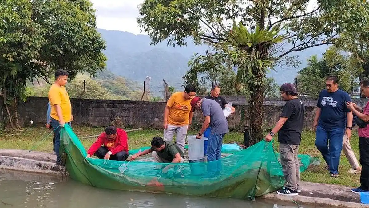 PT Semen Padang Lepas 4.000 Ikan Bilih Endemik di Danau Singkarak, Hasil Konservasi Sejak 2018
