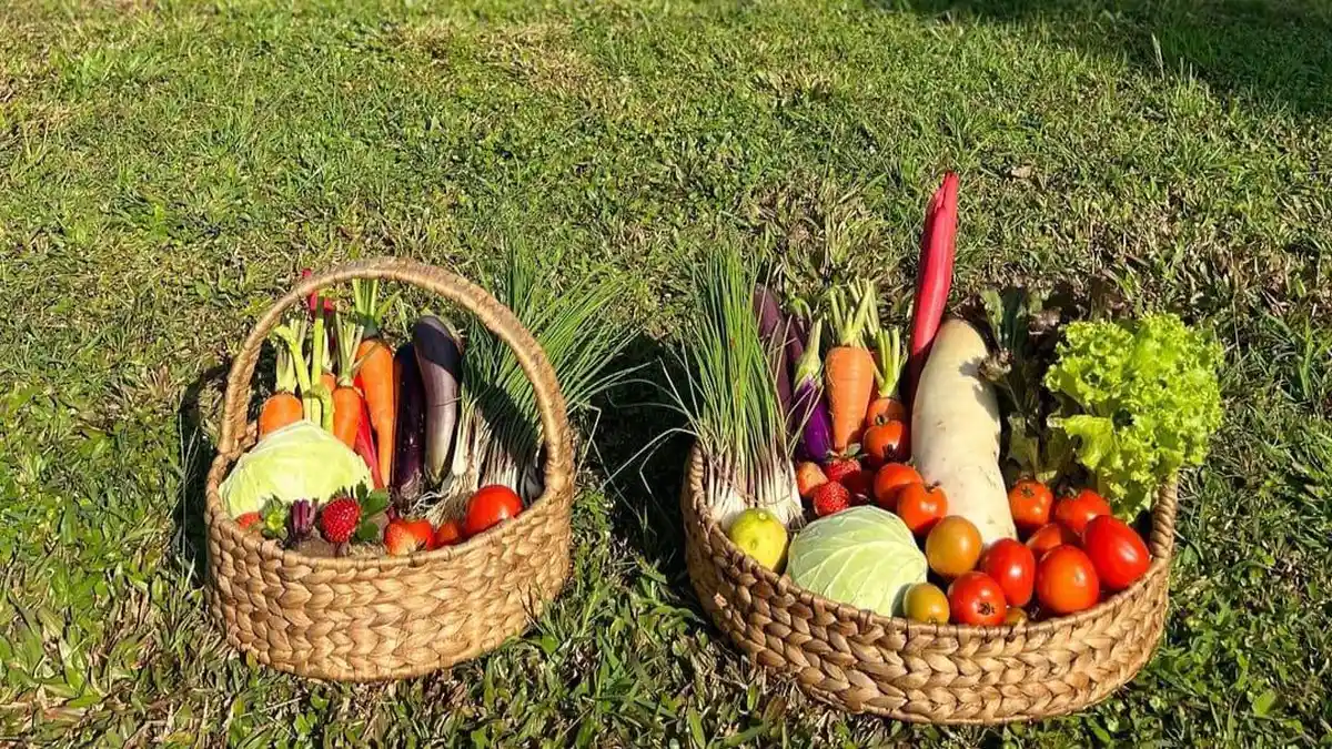 10 Tempat Wisata di Bogor yang Mengedukasi, Si Kecil Bisa Main dengan Hewan dan Belajar Petik Sayur