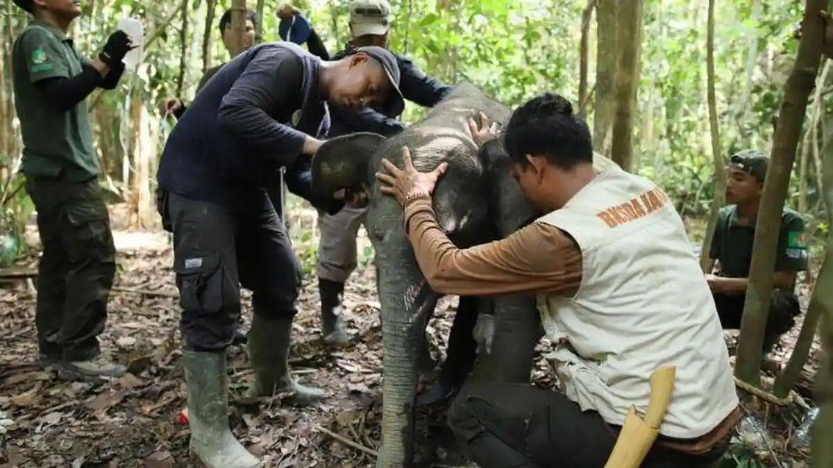Kronologi Bayi Gajah Terluka Terlilit Sling Baja di Tebo Jambi - Tribunjambi.com