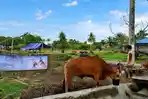 Harga Sapi Balikpapan Rp45 Juta per Ekor, DPRD Ingatkan Pedagang tak Gunakan Trotoar untuk Berjualan