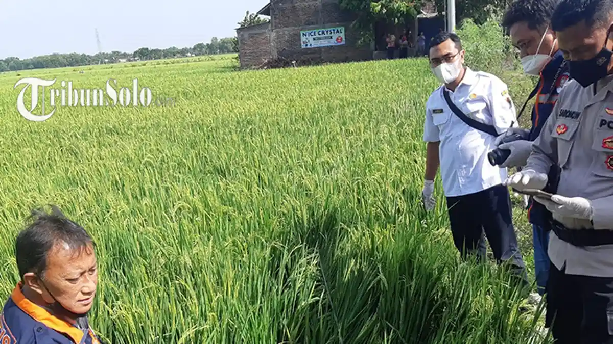 Petani Sragen Tewas di Sawah, Tangan Kiri Alami Luka Bakar Tersengat Listrik