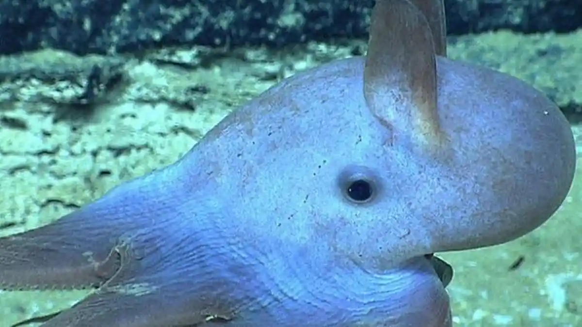 Sosok Gurita Dumbo, Makhluk dengan Sirip Mirip Telinga dan Hidup Pada Kedalaman 4.000 Meter