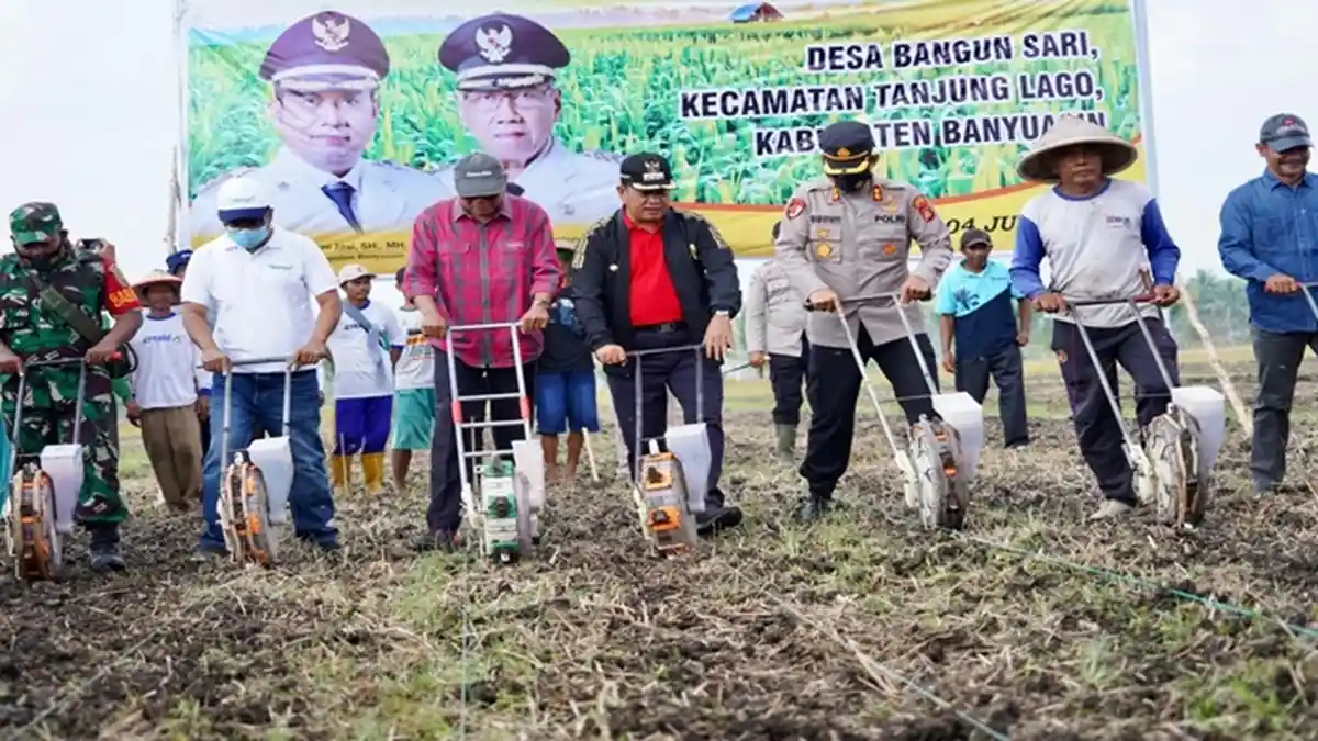 Pusri Dukung Peningkatan Kualitas Jagung di Banyuasin Melalui Program Makmur