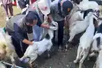 Pengecekan-untuk-memastikan-ternak-kurban-aman.jpg