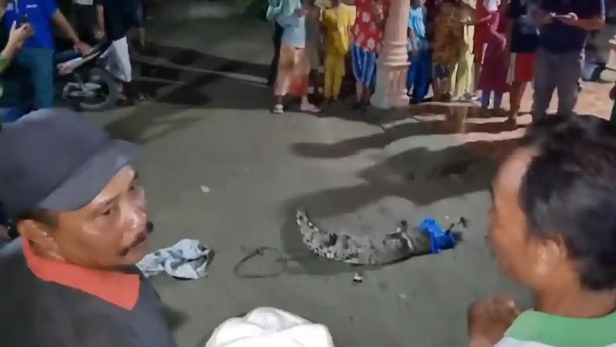 Buaya Berukuran Satu Meter yang Sering Terlihat di Sungai Dalu-dalu Batubara Ditangkap Warga