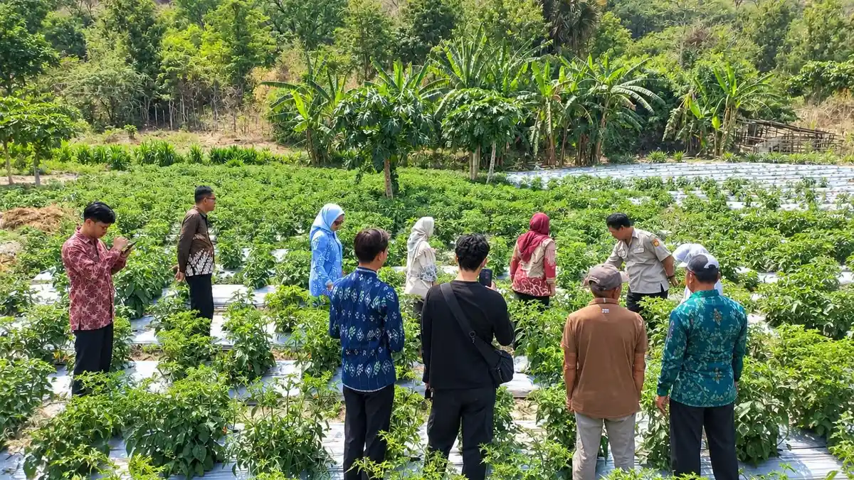 Pemkot Palu Perluas Budidaya Cabai, Target Penanaman Capai 10 Hektare