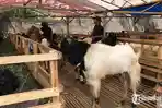 Penjual-hewan-kurban-di-Jalan-Sultan-Agung-Kota-Batu-Selasa-1162024.jpg