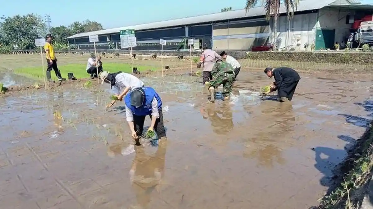 Purbalingga Surplus Beras 8000 Ton setiap Tahun, Dinas Pertanian: Dijaga Lewat Optimalisasi Lahan