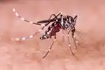 ilustrasi-gigitan-nyamuk-aedes-aegypti.jpg