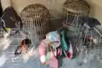Polisi Lamongan Gerebek Judi Sabung Ayam: Penjudi Kabur, Belasan Motor hingga Mobil Ditinggalkan