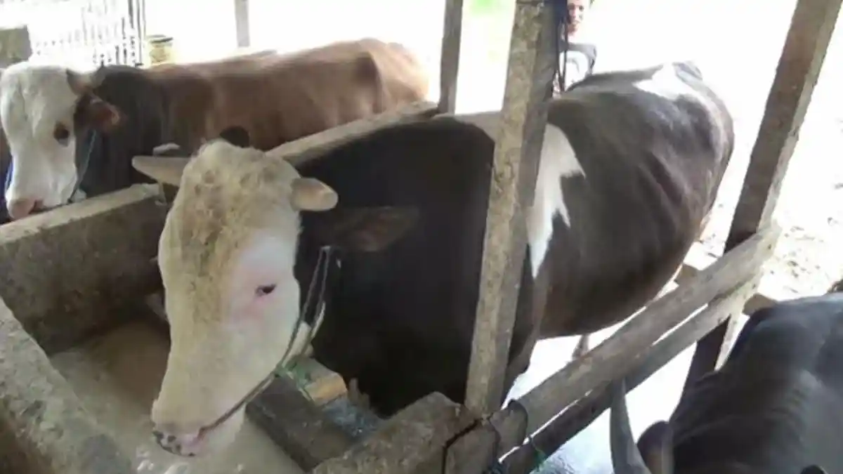 Disnakeswan Lampung: Sapi Kurban Harus Bersih Tidak Bergudik